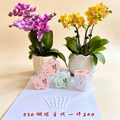 830-80支蝴蝶盒装牙线 240/箱